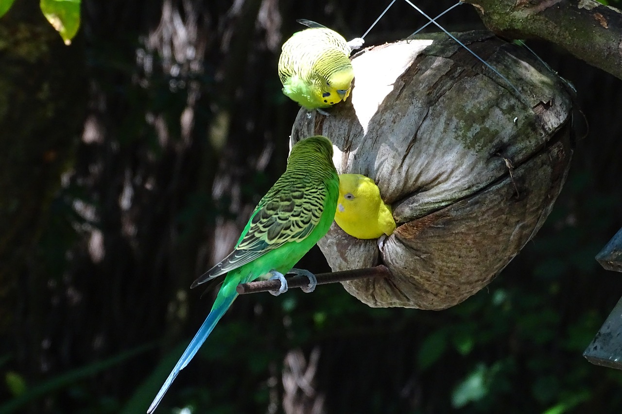 budgie-4657929_1280