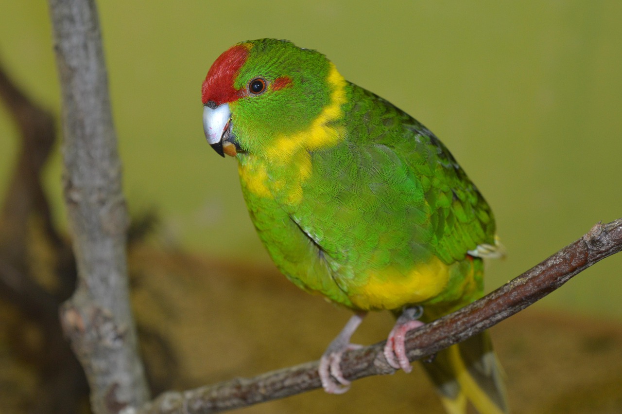 parakeet-1357754_1280