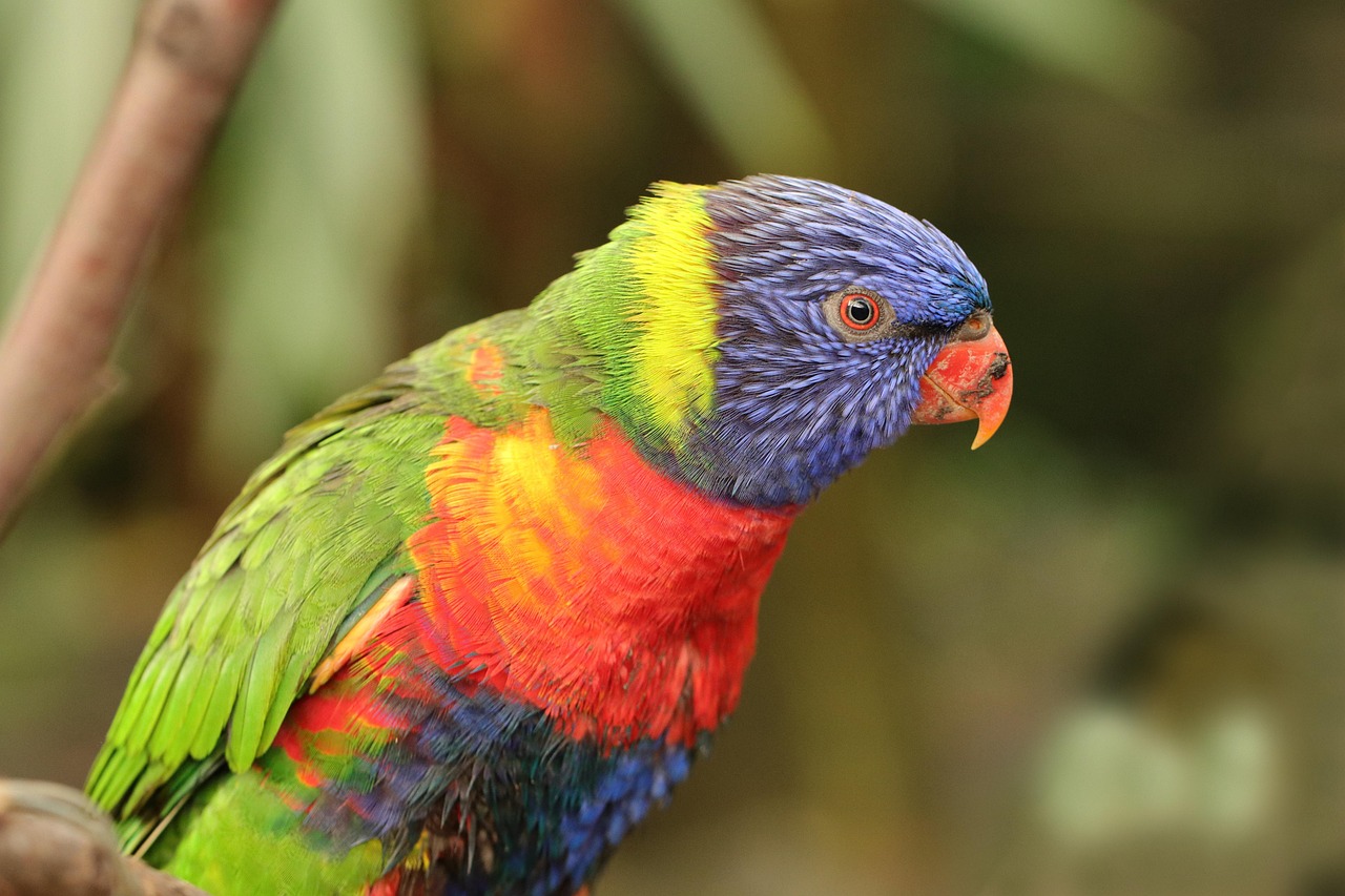 parrot-4612175_1280